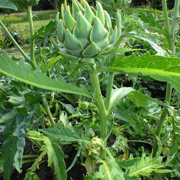 Cynara cardunculus Plante entière