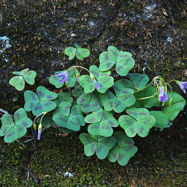 Oxalis violacea Habitatea