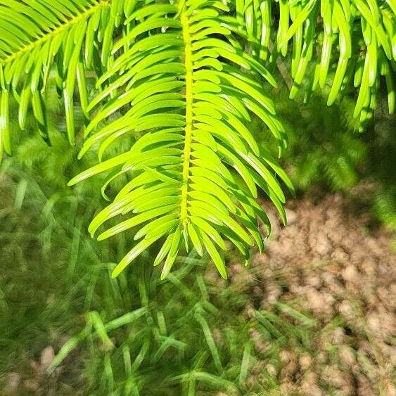 Abies chensiensis Leaf