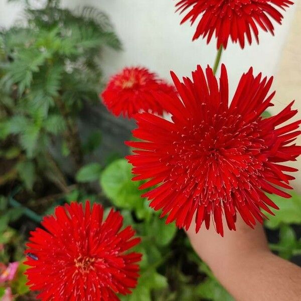 Gerbera jamesonii Fiore