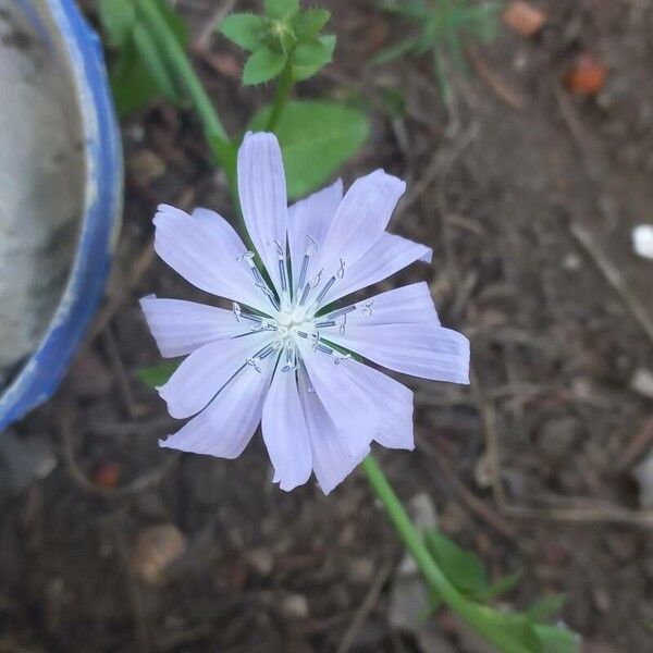 Cichorium endivia 花