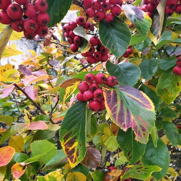 Crataegus persimilis Fruto