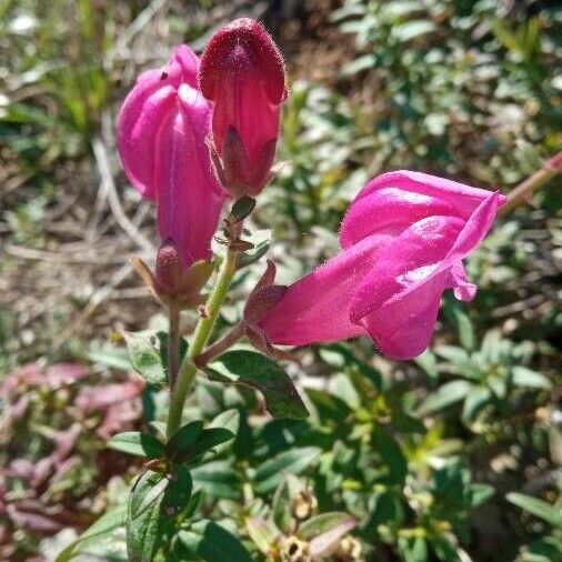 Antirrhinum majus Floare