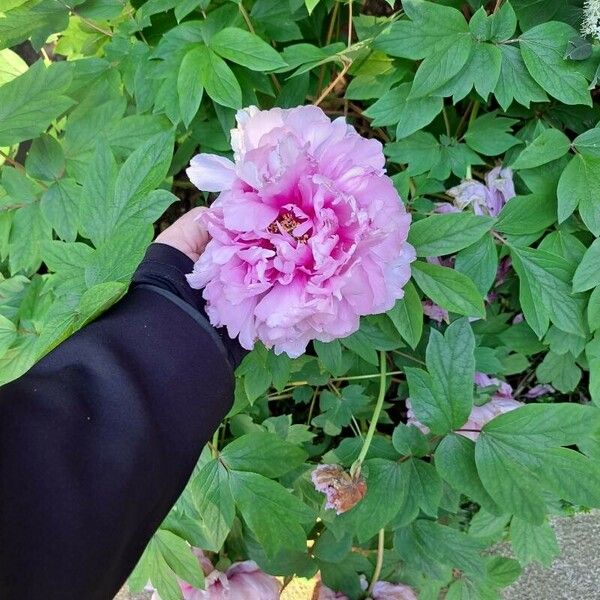 Paeonia × suffruticosa Flower