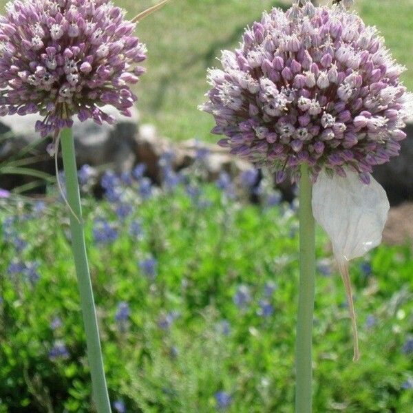 Allium scorodoprasum Kukka