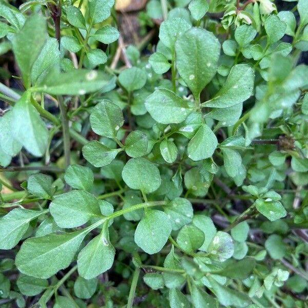 Cardamine parviflora Листок