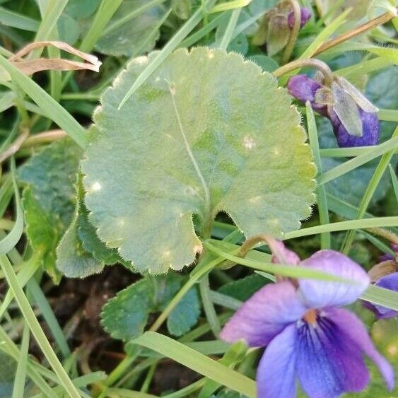 Viola odorata 葉