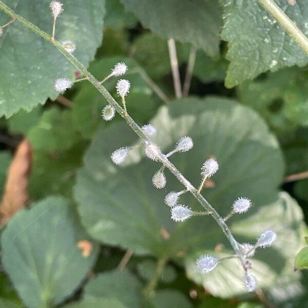 Circaea lutetiana फल