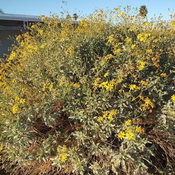 Encelia farinosa Flor