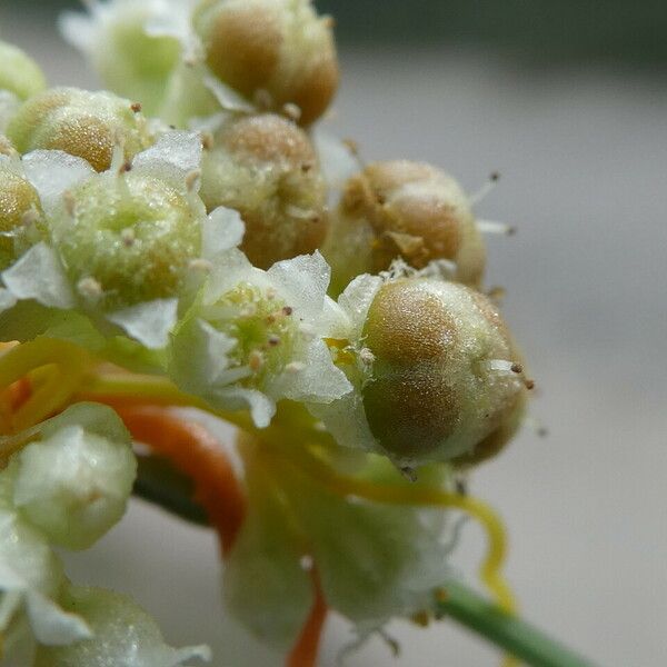 Cuscuta campestris Flor