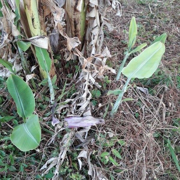 Musa ornata पत्ता