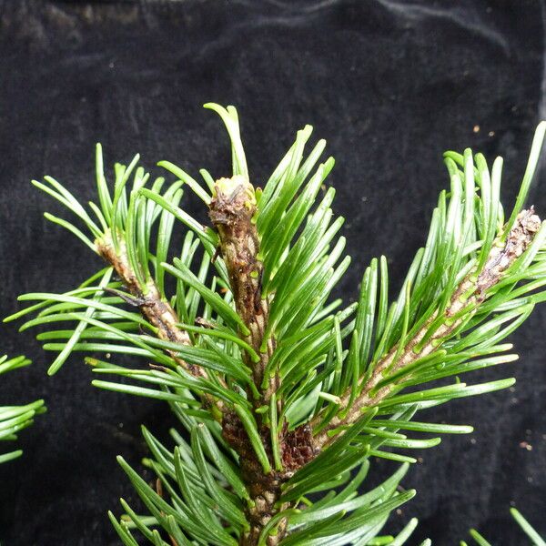 Abies pindrow Habitus