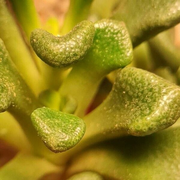 Titanopsis calcarea Fulla