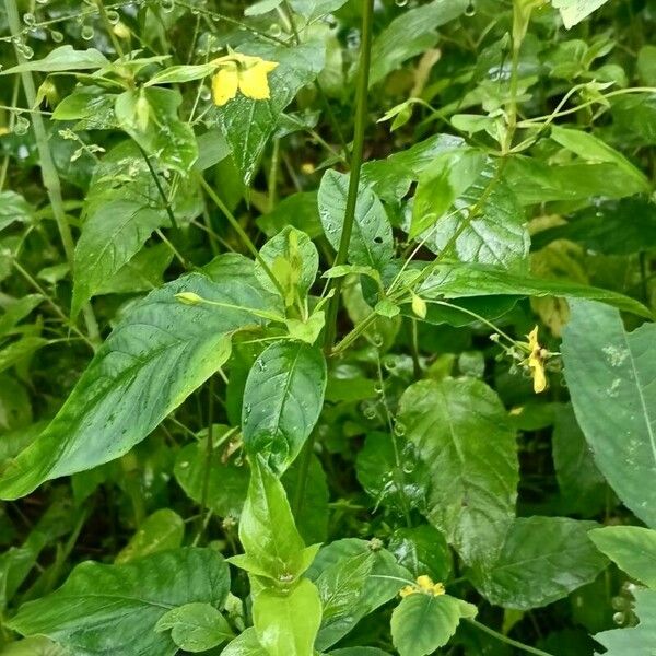 Lysimachia ciliata Hostoa