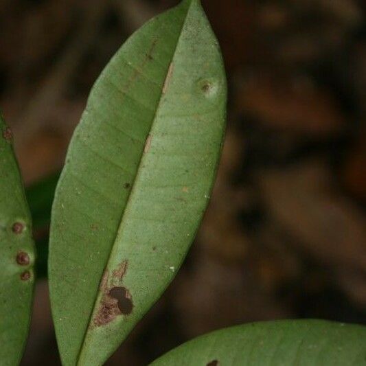 Myrcia decorticans Leaf