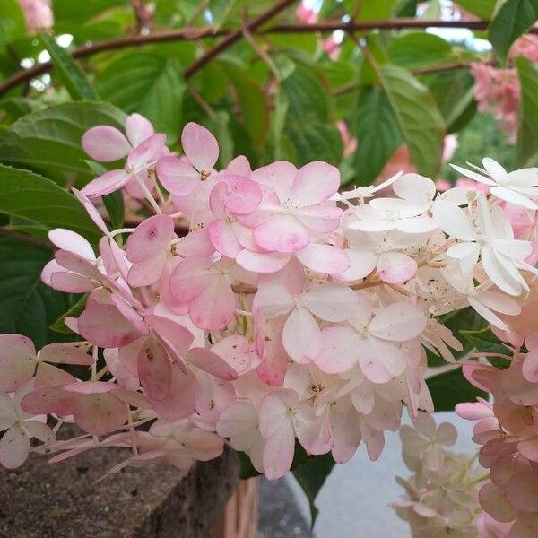 Hydrangea paniculata Flor