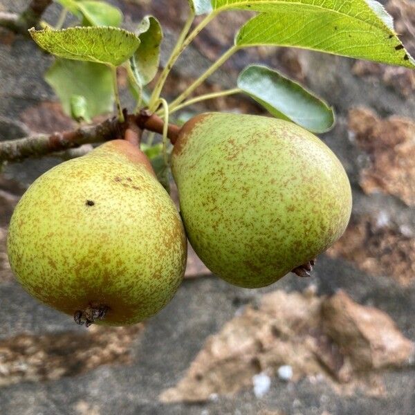 Pyrus communis Fruit