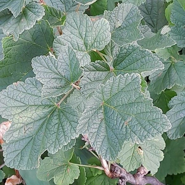 Ribes rubrum Frunză