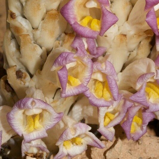 Cistanche violacea Květ