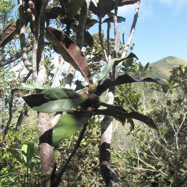 Ficus auriculigera Habit