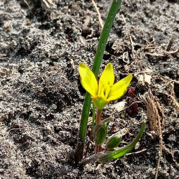 Gagea pratensis Flower