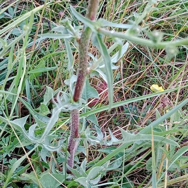 Cichorium endivia Blatt