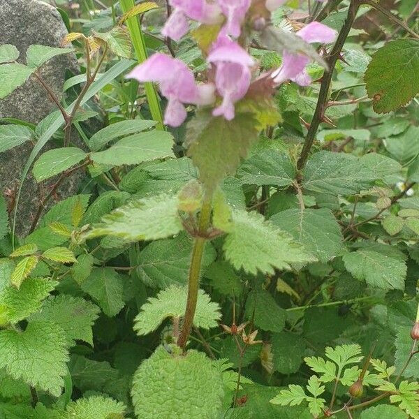 Lamium maculatum Агульны выгляд