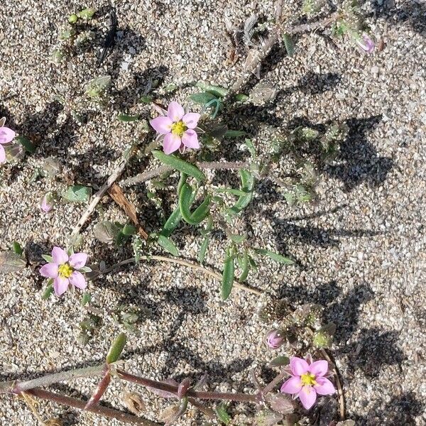 Rhodalsine geniculata Elinympäristö