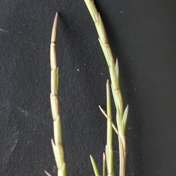 Parapholis filiformis Leaf