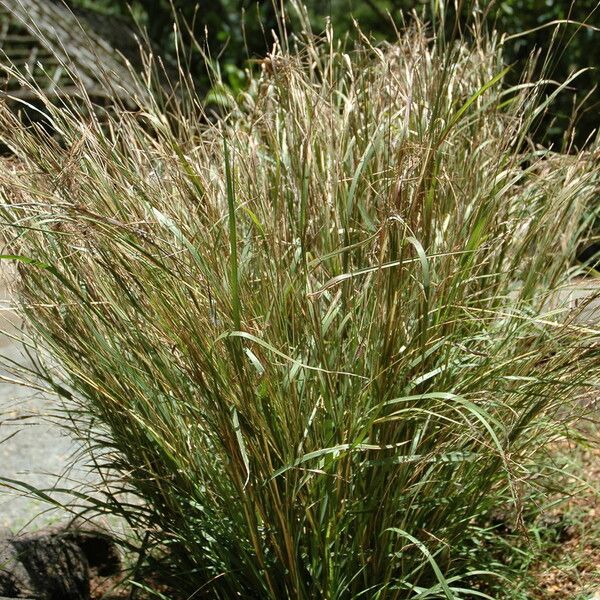 Heteropogon contortus ഇല