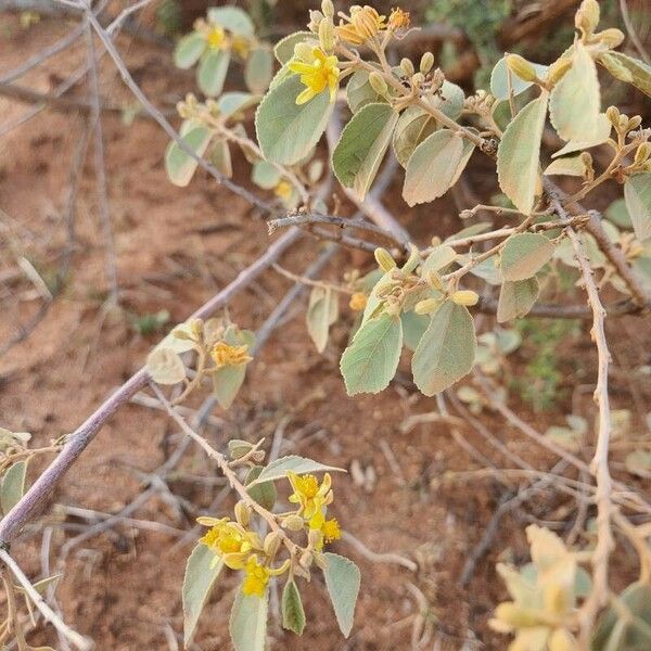 Grewia velutina Blad