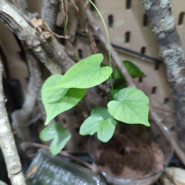 Ipomoea lacunosa 葉