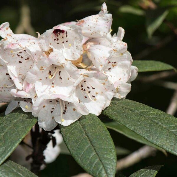 Rhododendron crinigerum Цвят