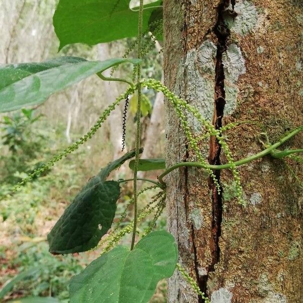 Dioscorea bulbifera Blüte