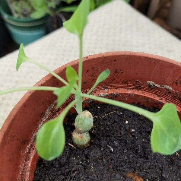 Baculellum articulatum Liść