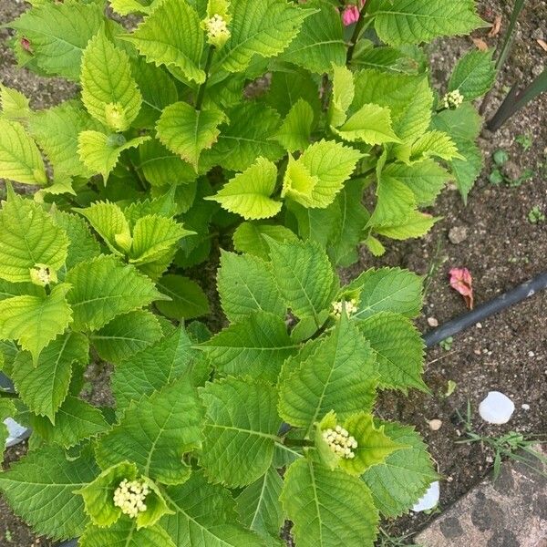 Telekia speciosa Flower