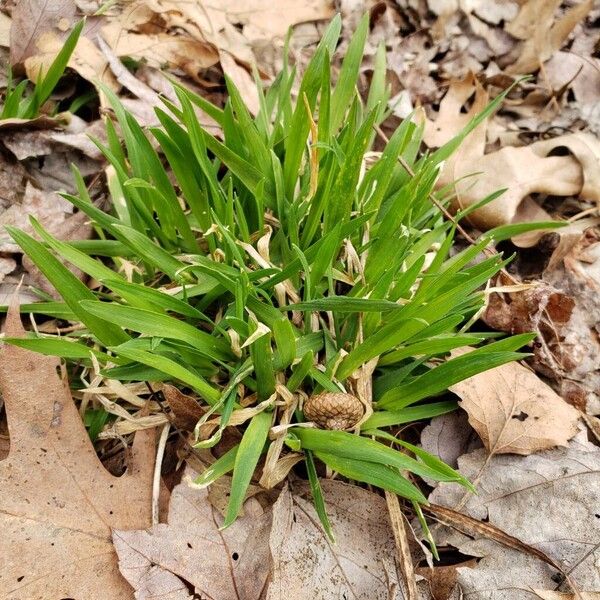 Poa annua Habitus