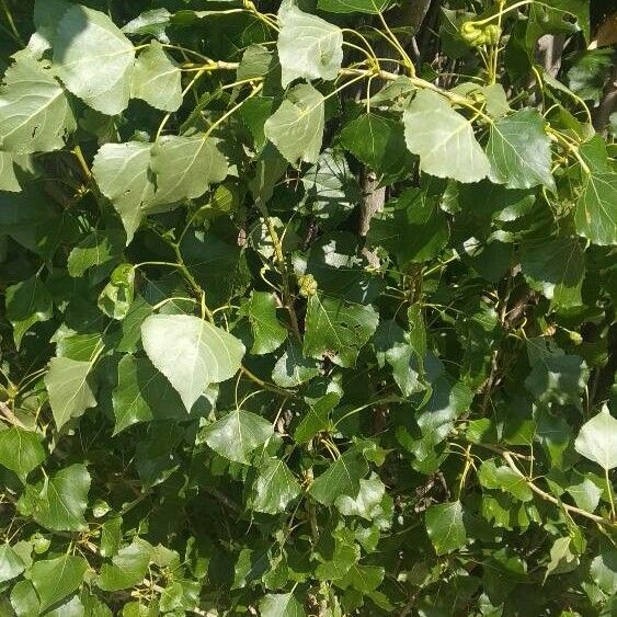 Populus nigra Leaf