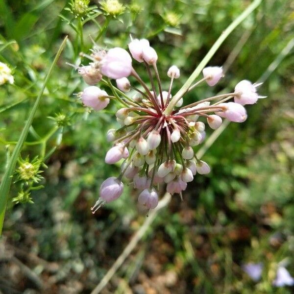 Allium cernuum Fiore