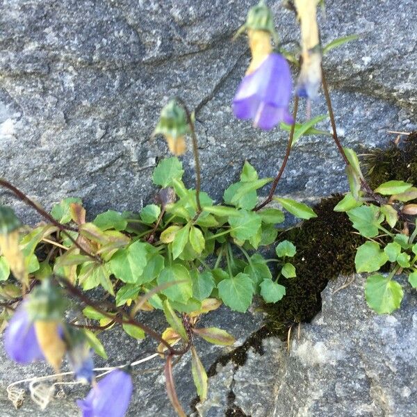 Campanula cochleariifolia Natur