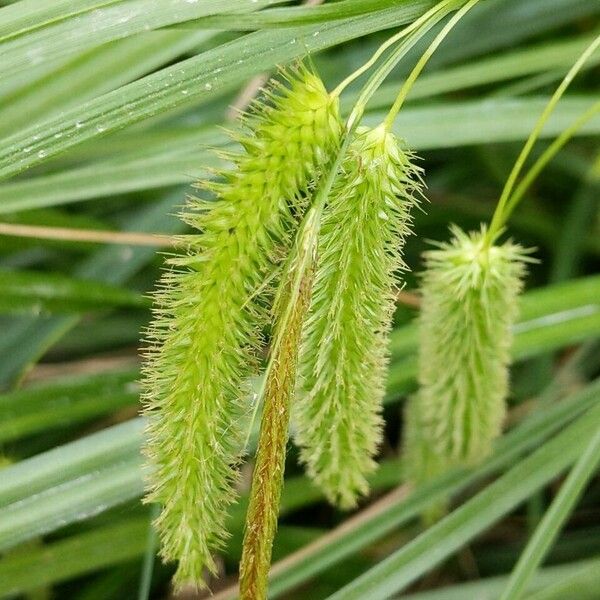 Carex pseudocyperus Цветок