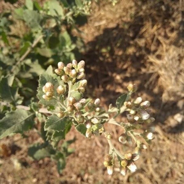 Pluchea indica Flower