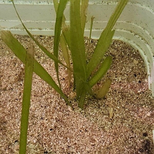 Vallisneria spiralis Folha