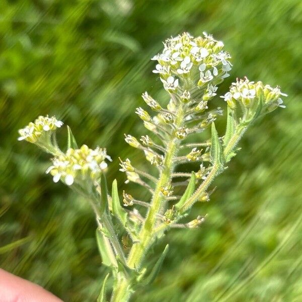 Lepidium heterophyllum Květ