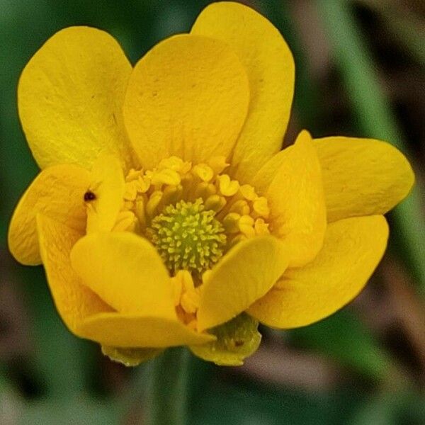 Ranunculus bullatus Blüte