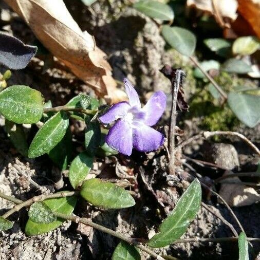 Vinca minor Flower