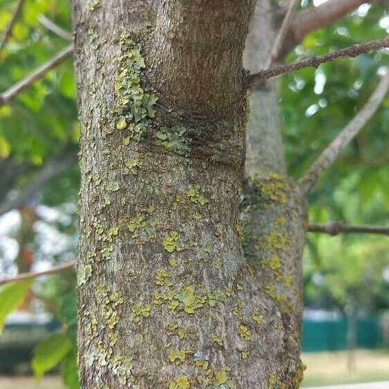 Acer cissifolium Écorce