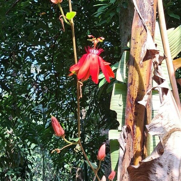 Passiflora vitifolia Flower