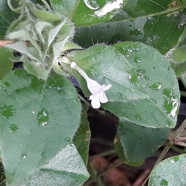 Blechum pyramidatum Fiore