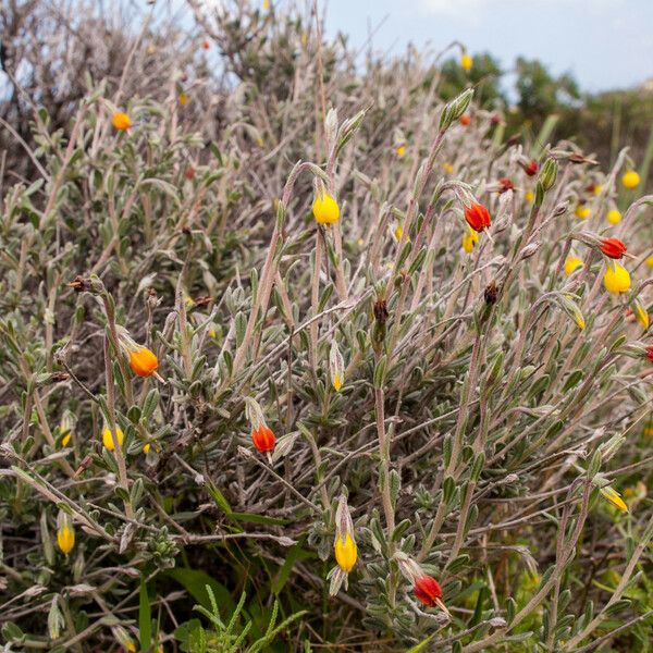 Onosma frutescens Tervik taim